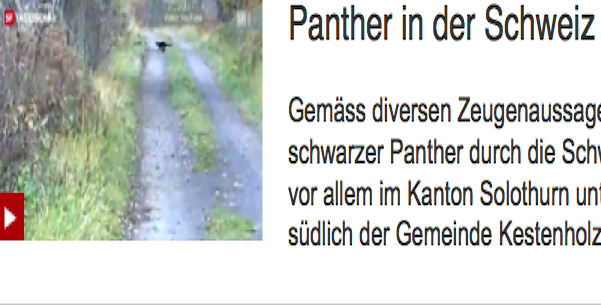Panther_in_Schweiz_2-1