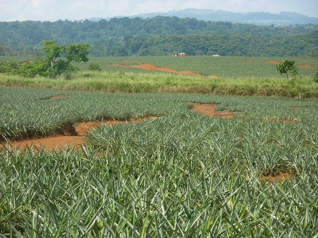 Ananas_Plantage