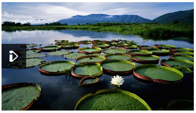 Pantanal