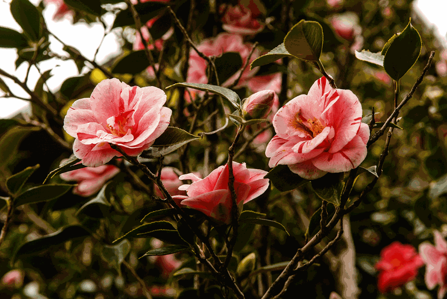 Camelia20141210b