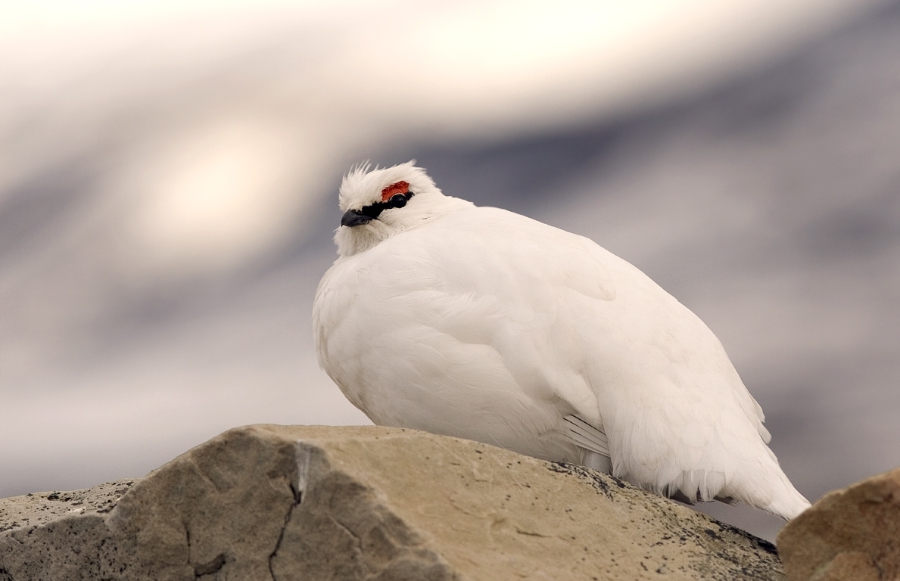 Alpenschneehuhn