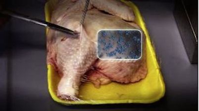 Campylobacter_Resistent_Poulet