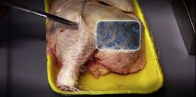 Campylobacter_Resistent_Poulet-1