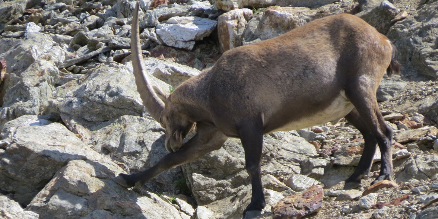 Steinbock30Languard_2013