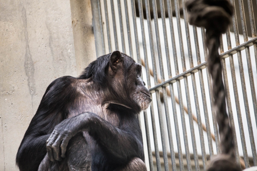 SchimpanseimZooBasel