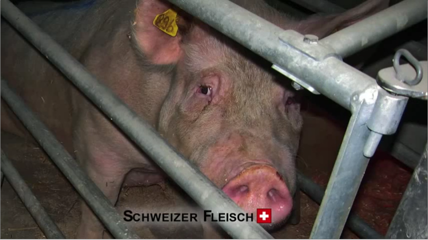 schwein_vgt