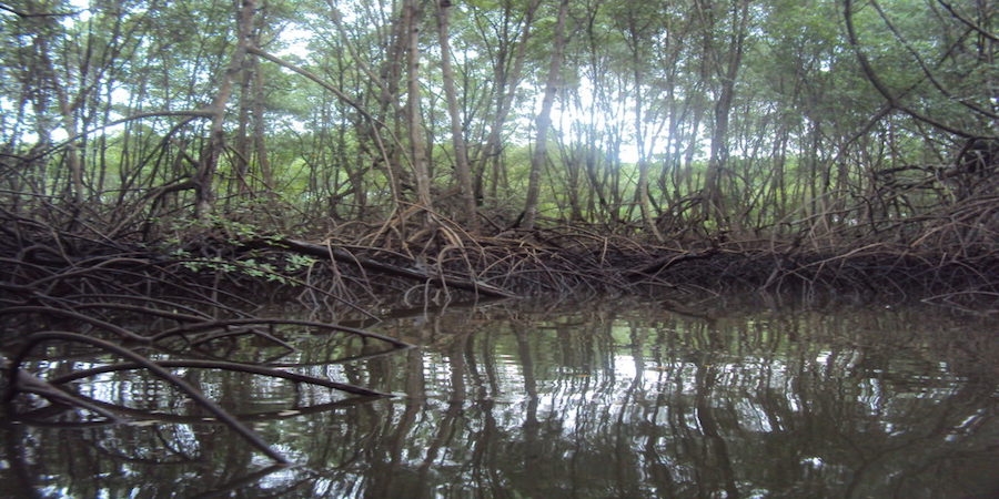 mangroven