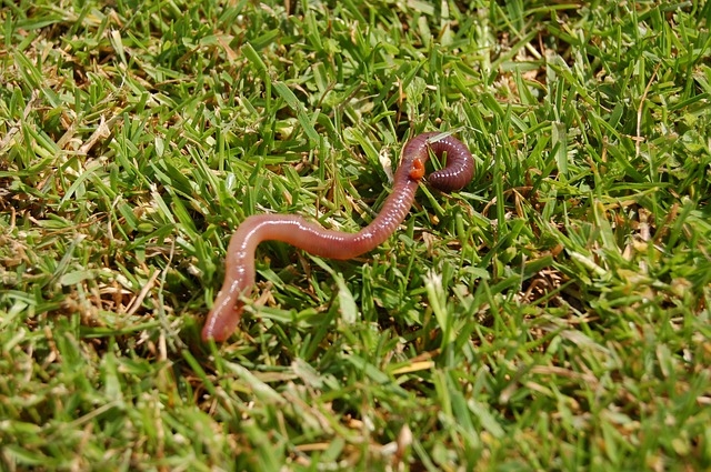 worm2934958_640