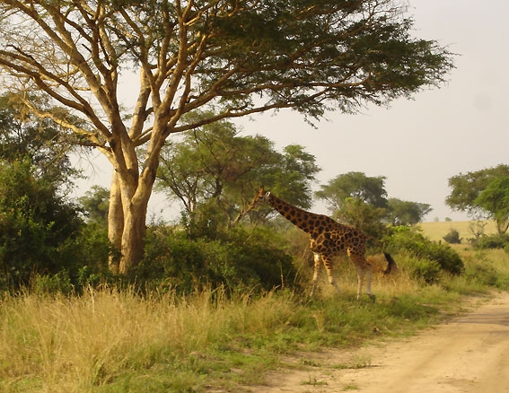 Uganda_MurchisonFallsgiraffe