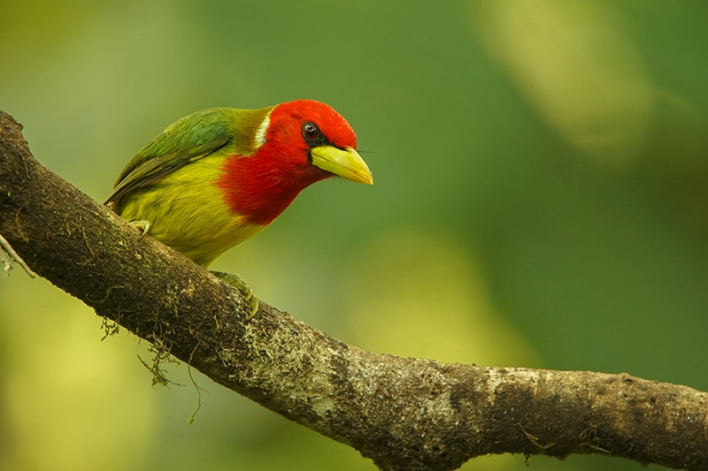 Barbet_Bird_1