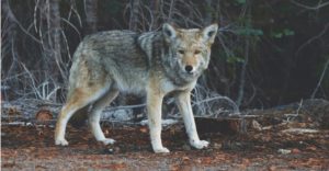 Wolf