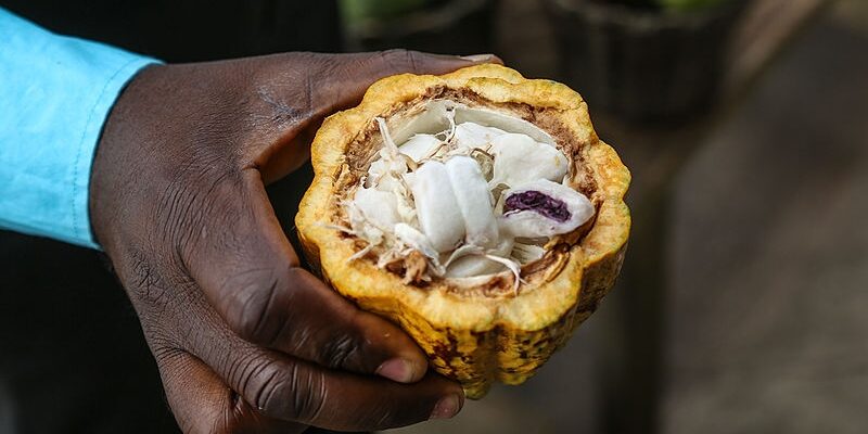 Ghana_cacao2