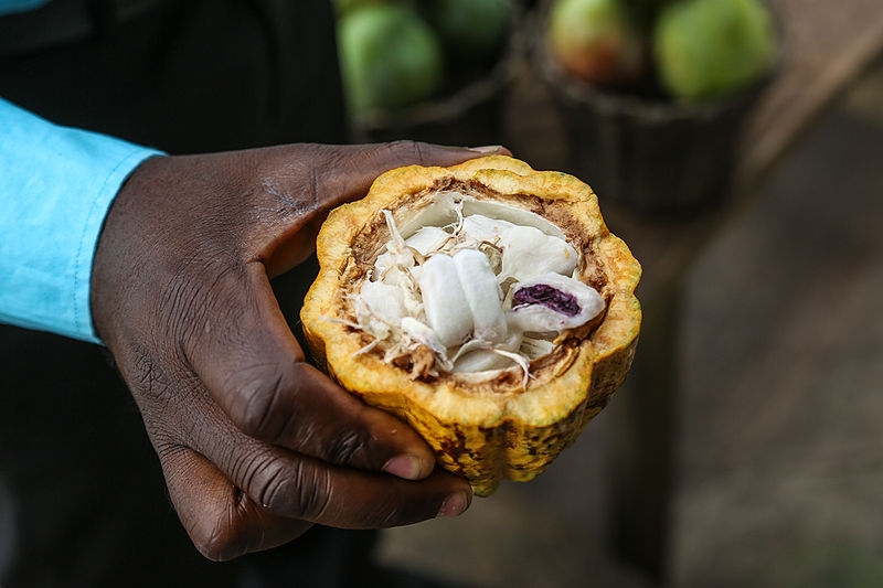 Ghana_cacao2