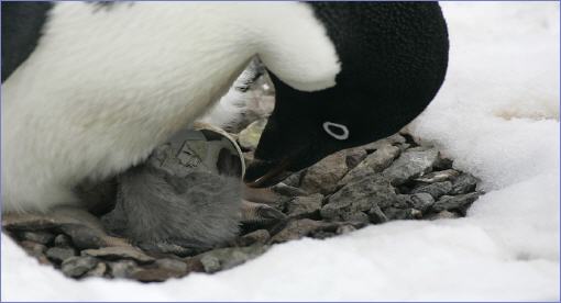 adeliepinguine-beim-schluepfen_510