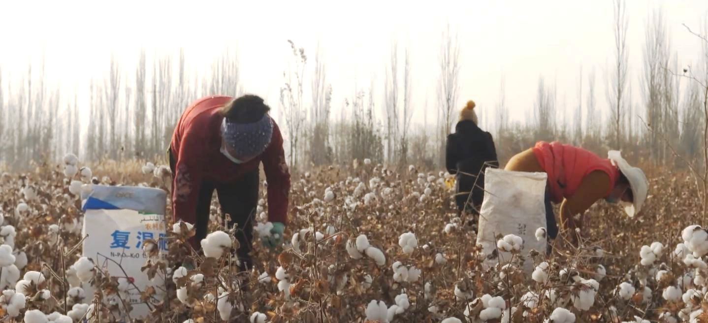 baumwolle xinjiang BBC