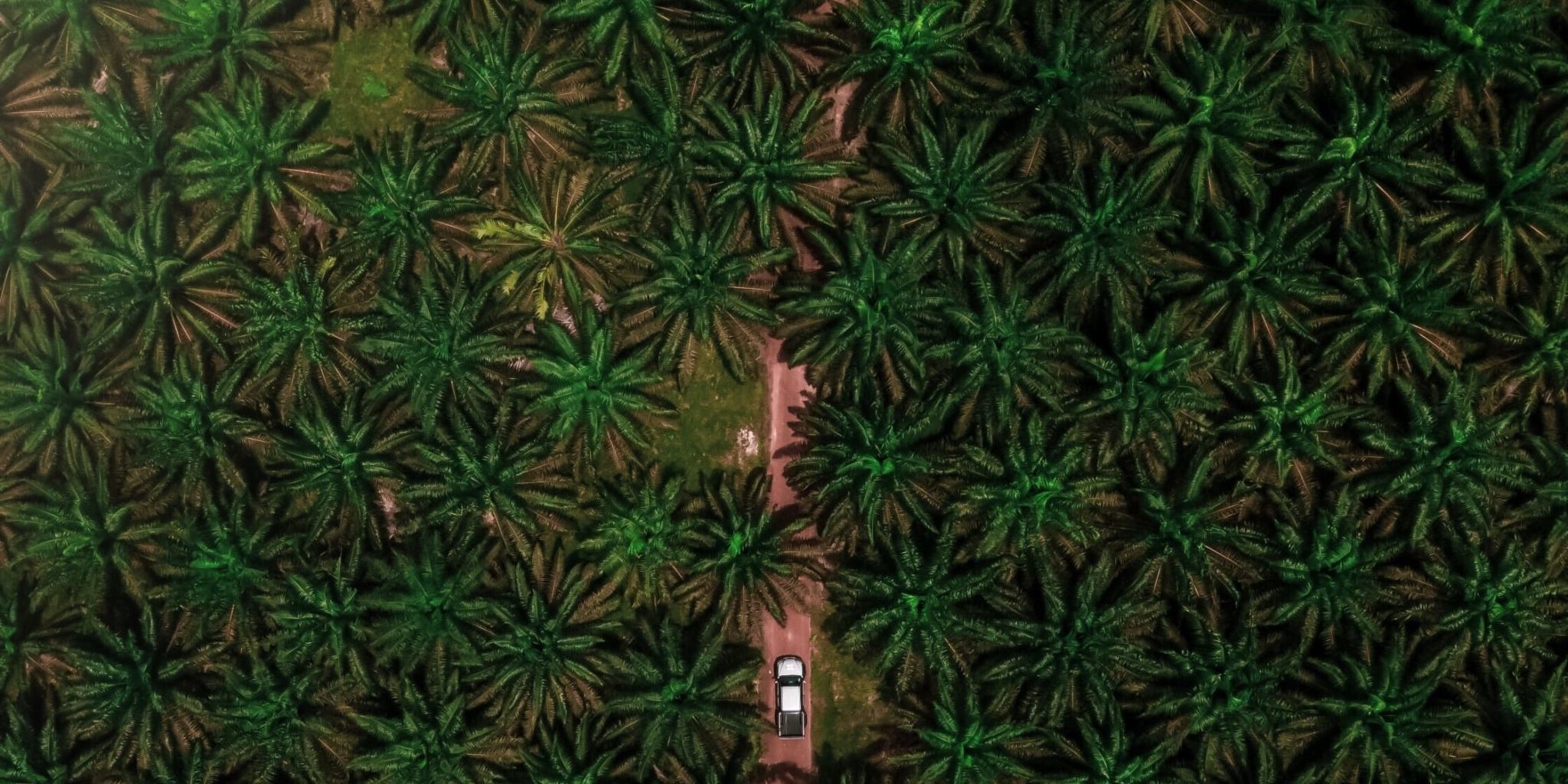 Palmölplantage Malaysia