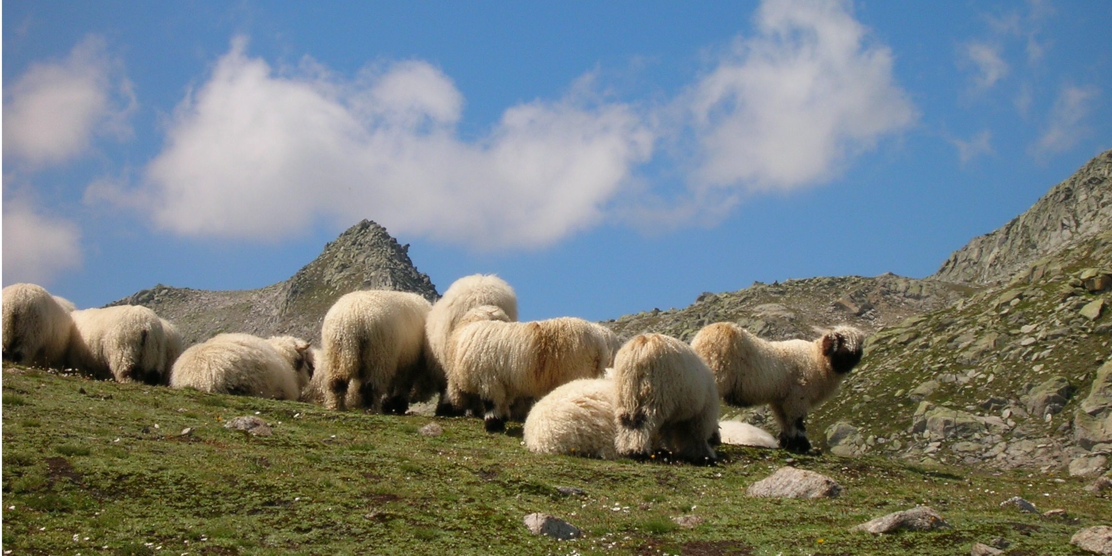 Schafe Grimsel