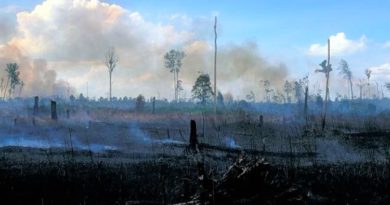 Abgeholzter Regenwald