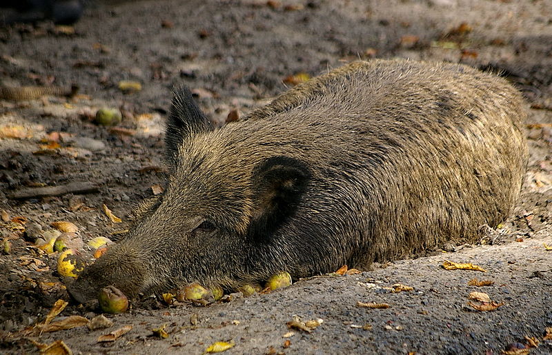 Verstrahlte Schweine - das Erbe von Tschernobyl