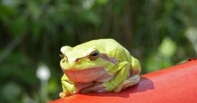 Laubfrosch Beatrix Mühlethaler