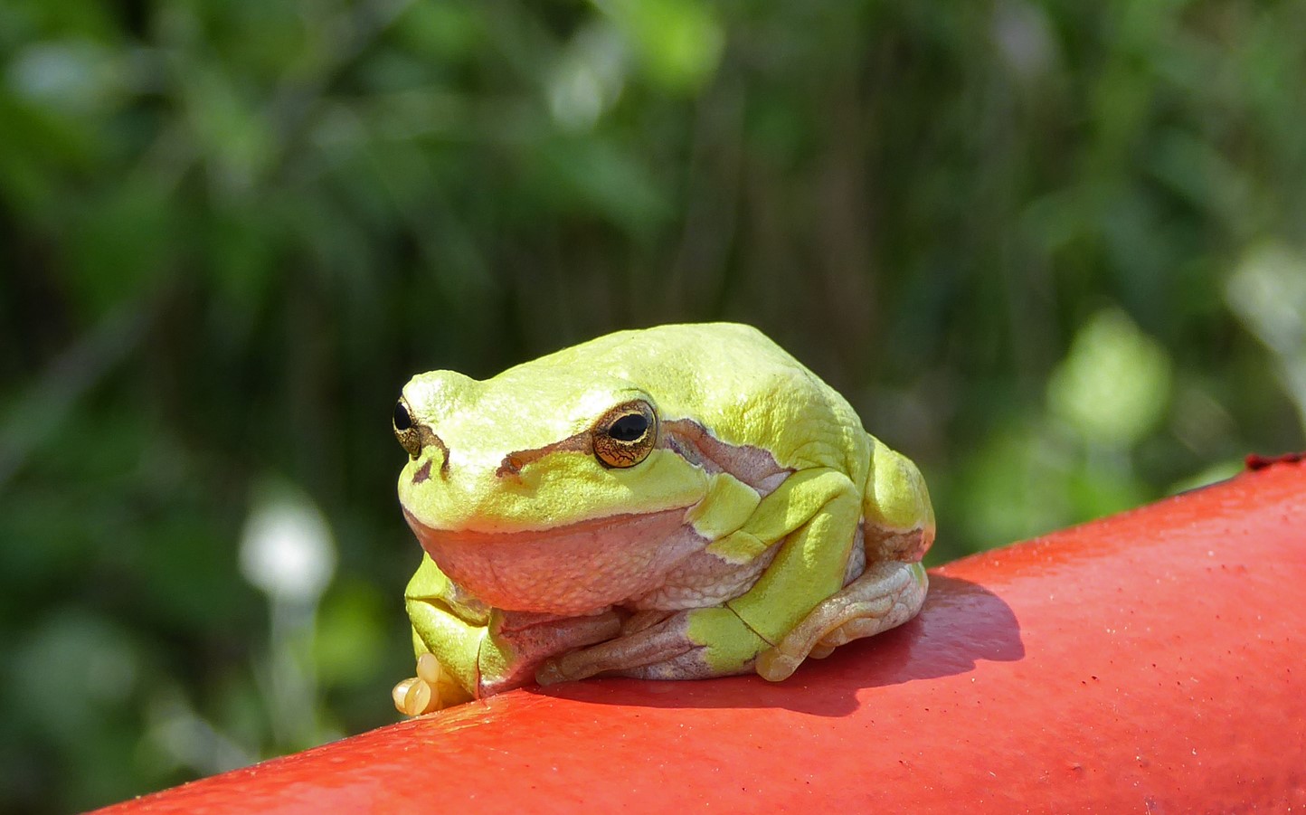 Laubfrosch Beatrix Mühlethaler