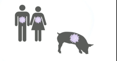 Schweinegrippe Grafik SRF