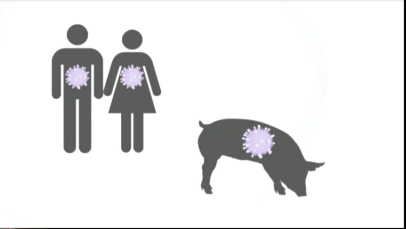 Schweinegrippe Grafik SRF
