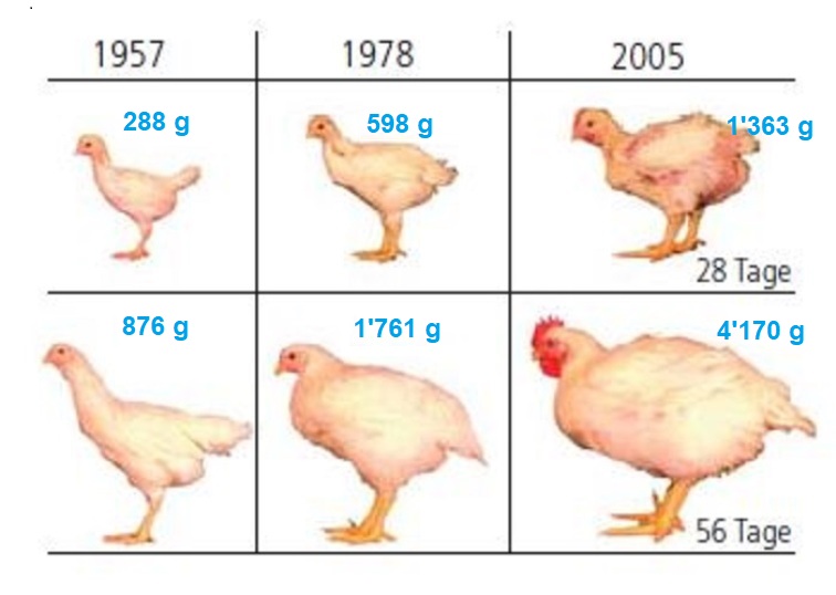 Mastpoulet-Wachstum-1950-2005_