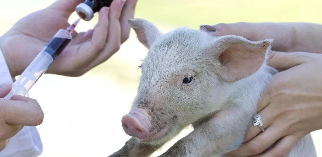 antibiotico-cerdo-porcino-veterinario-inyeccion-11