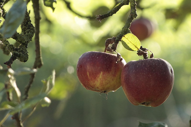 Äpfel am Baum