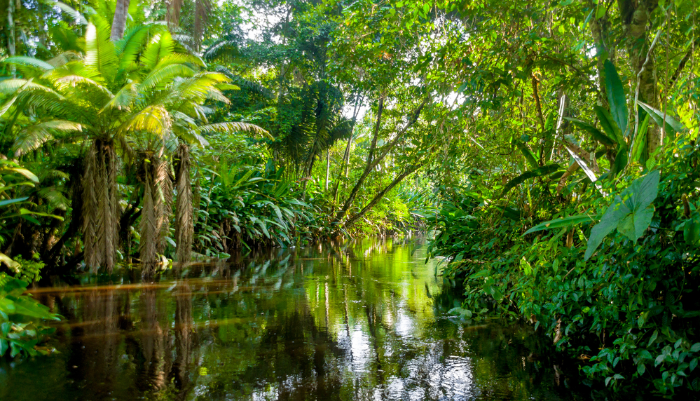 Amazonas-Regenwald