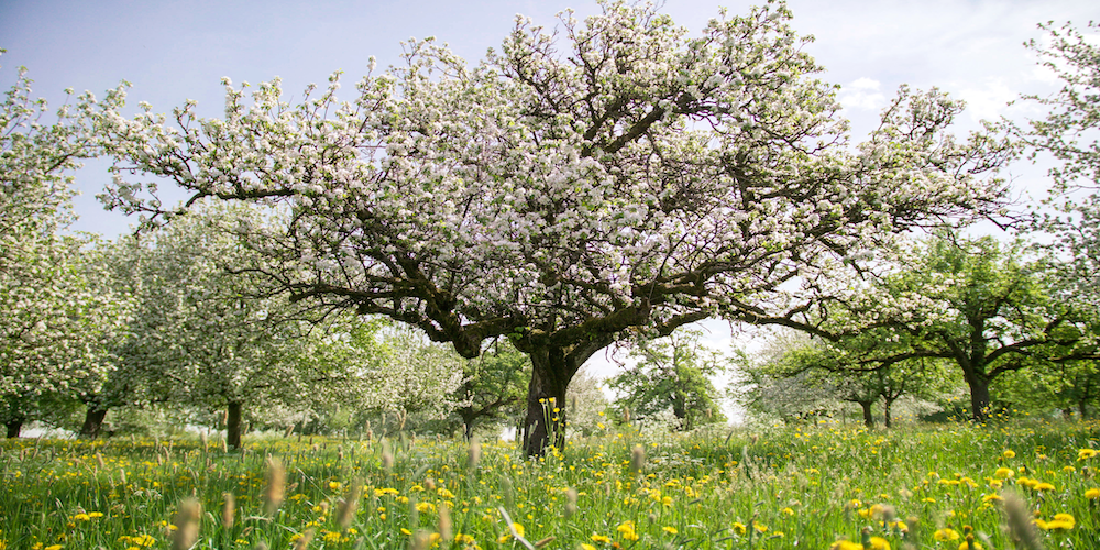 Moehl_Natur_Baeume_Blueten_Fruehling_017