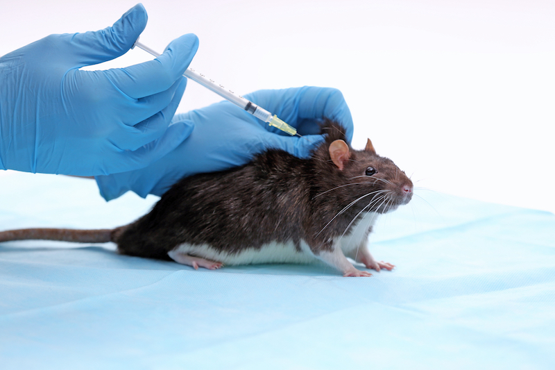Tierversuch Ratte