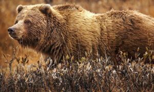 1024px-GrizzlyBearJeanBeaufort