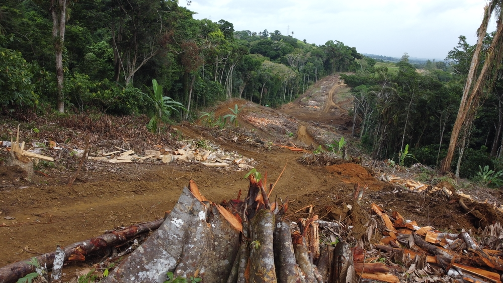 Abholzung Regenwald Brasilien