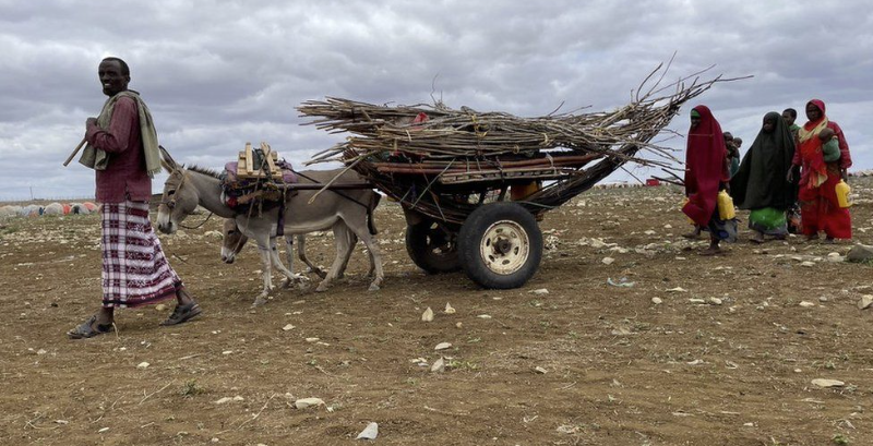 ocal people have been migrating from their villages to Baidoa.BBC.Ed Habershon