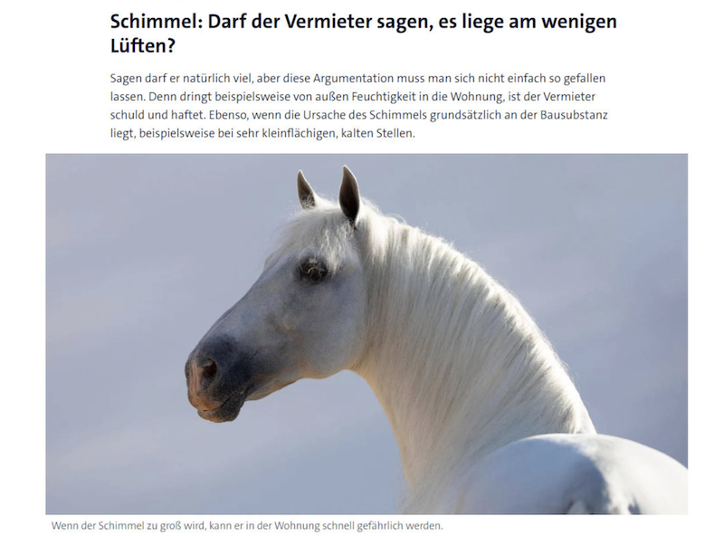 Perlen Lokaljournalismus Schimmel