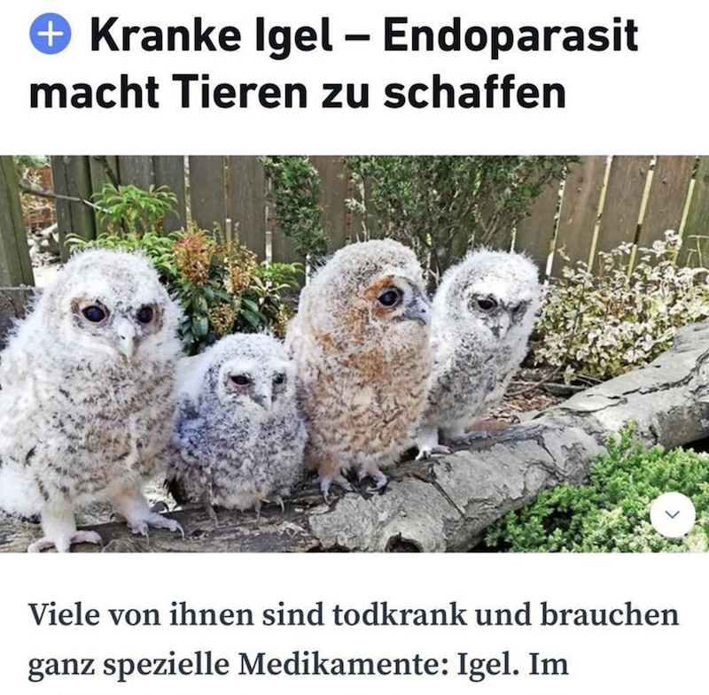 Perlen Lokaljournalismus Igel