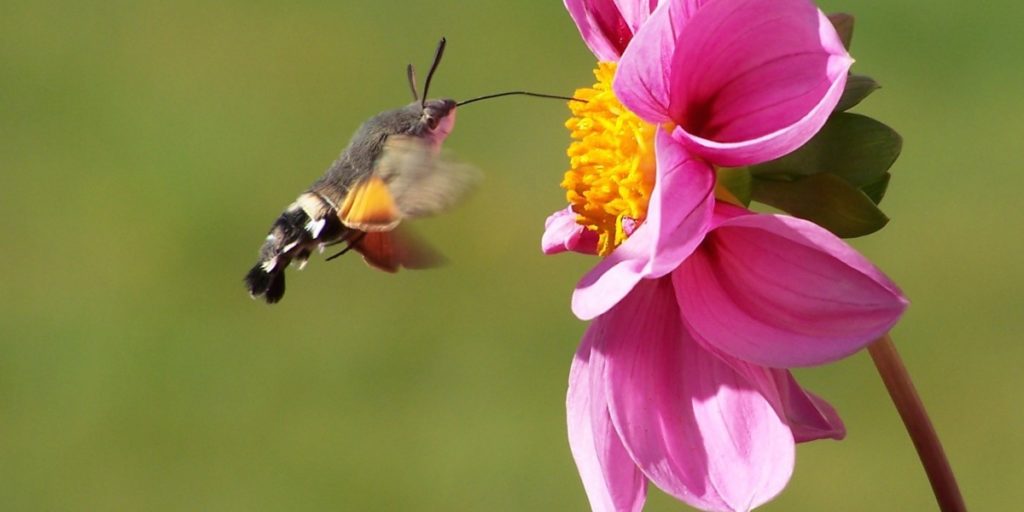 bloom_blossom_butterfly_carp_tail_dove_tail_flower_hummingbird_hawk_moth_insect-1112386