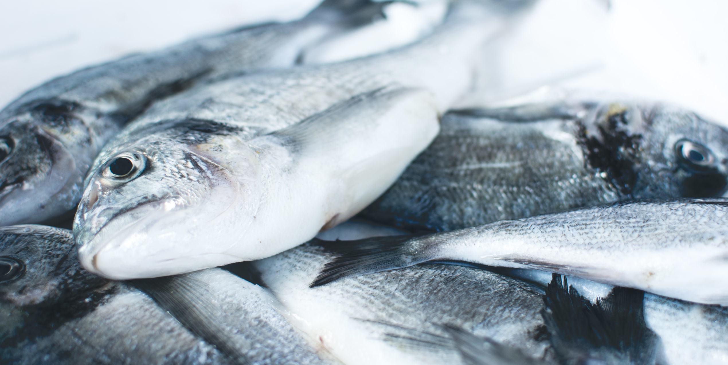 Shimmering fish at fish market