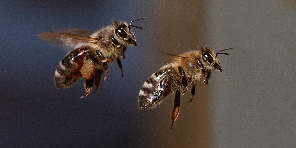 1024px-Bienen_im_Flug_52e