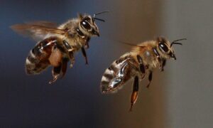 1024px-Bienen_im_Flug_52e
