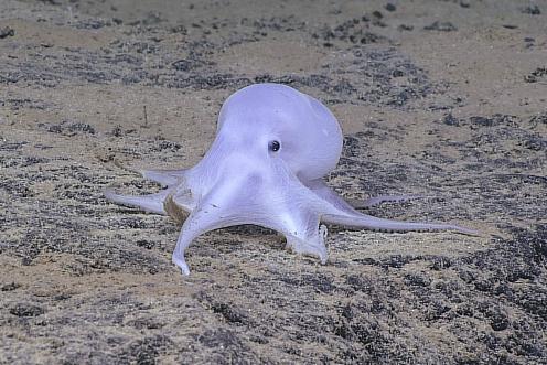 Casper-C-NOAA_tiefsee_octopuss