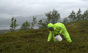 bärplockare