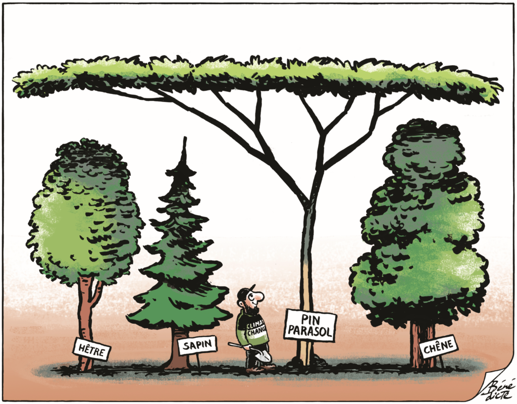 Bäume Wald Klimaerwärmung