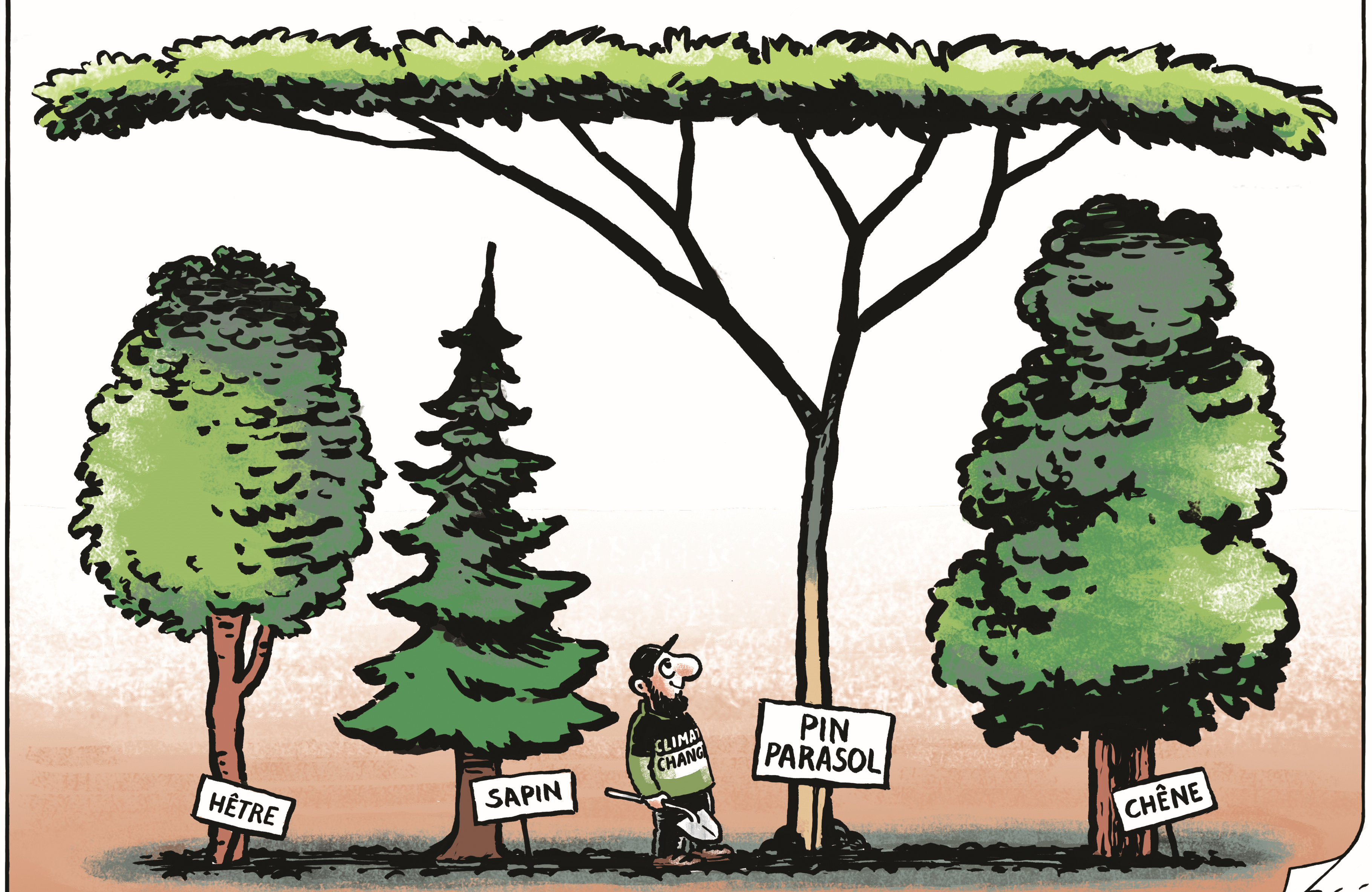 Bäume Wald Klimaerwärmung