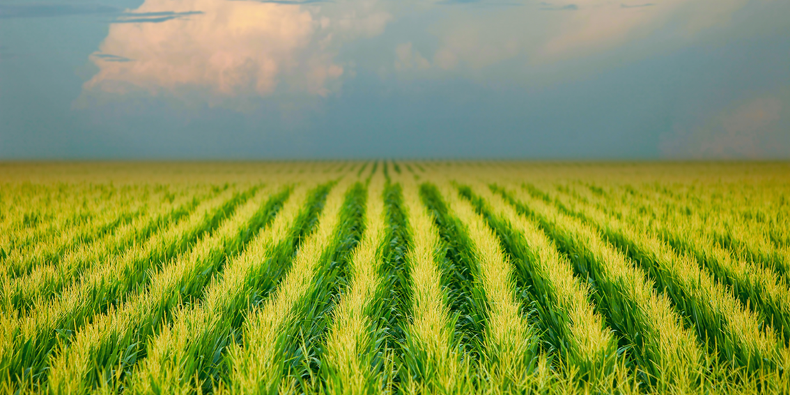 Corn-field-Depositphotos_6214237