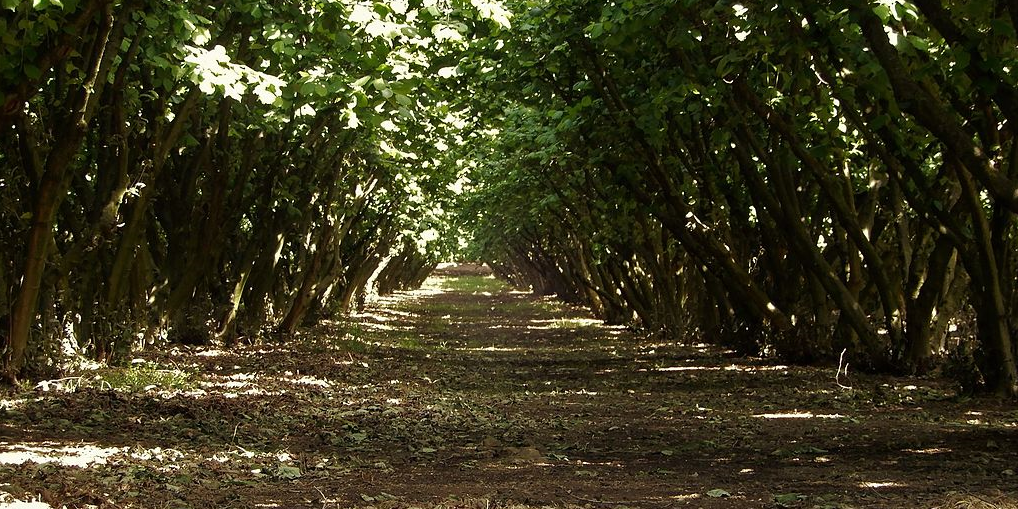 Haselnussgarten-in-Tuscia-Italien-1