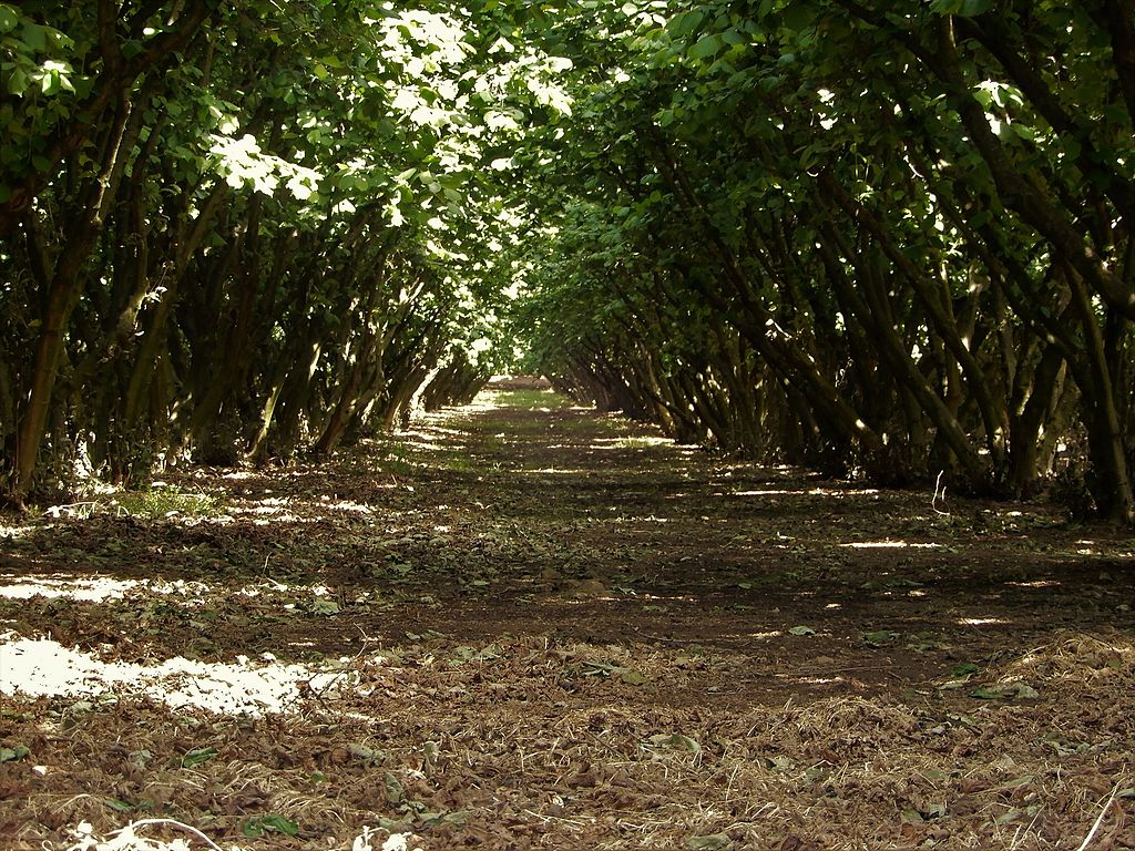 Haselnussgarten in Tuscia, Italien