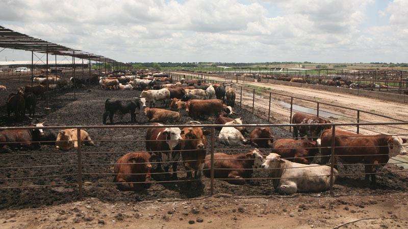 USA-Feedlot1